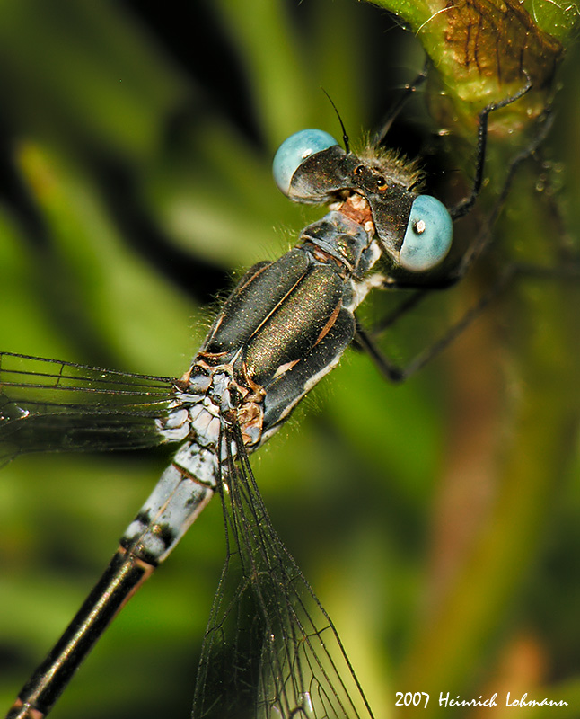 N0094-Damselfly.jpg
