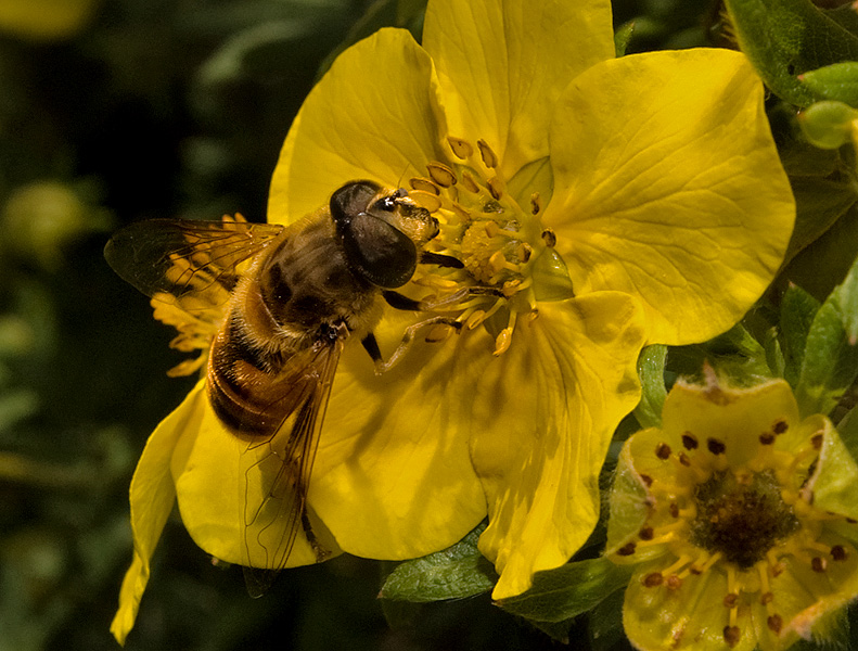 P1515-Hoverfly.jpg