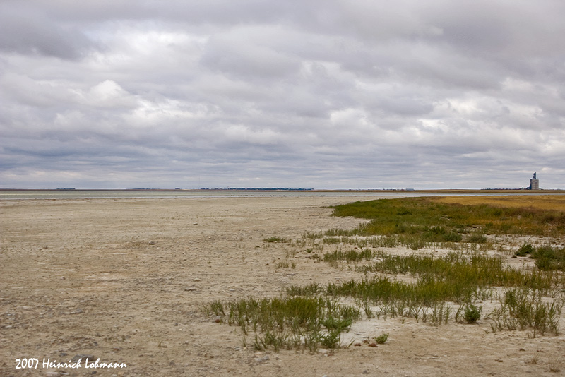 P1896-Saltmarsh.jpg
