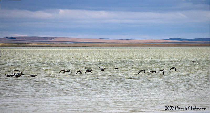 P1930-Saltmarsh.jpg