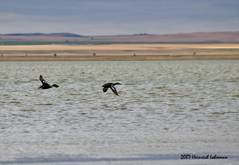 P1987-Saltmarsh.jpg