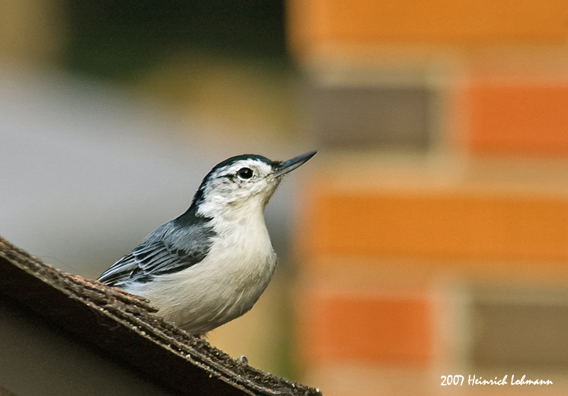 P4415-White-breasted Nuthatch.jpg