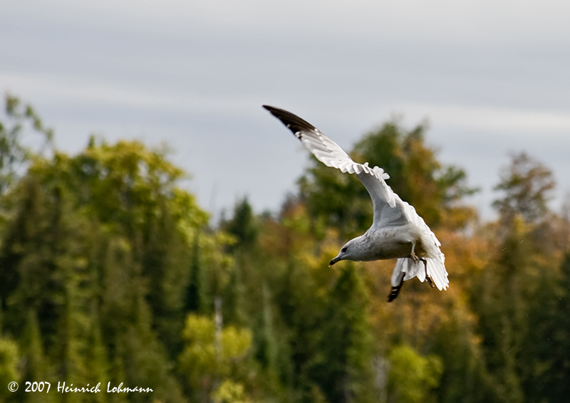 P5220-Gull.jpg