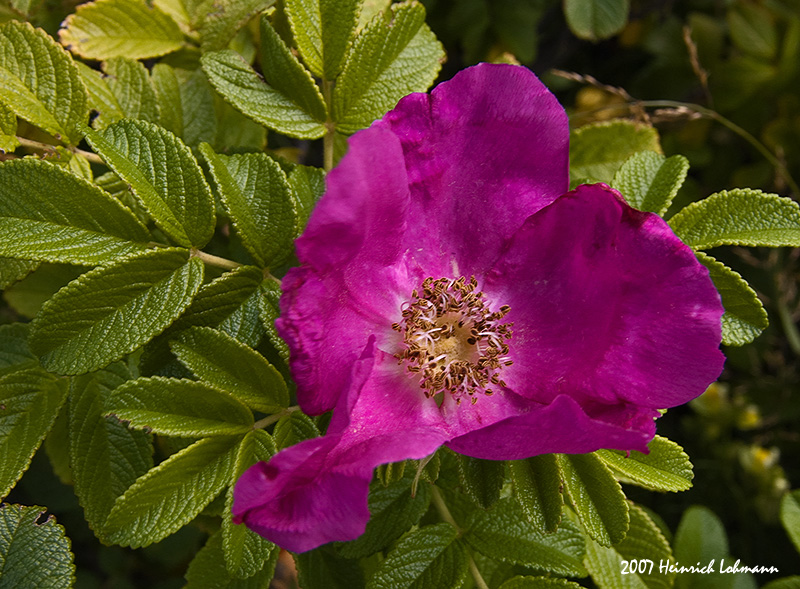 P2574-wild rose.jpg