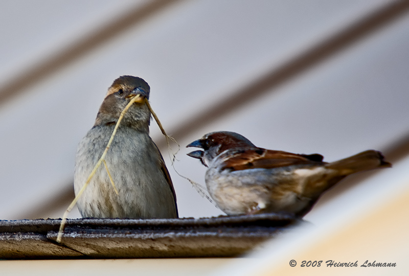 GP1921-House Sparrow.jpg