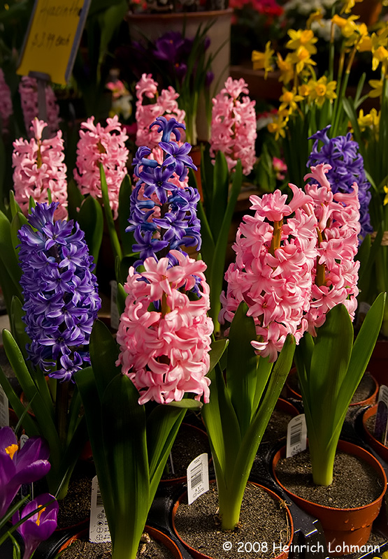 GP2511-Hyacinthus.jpg