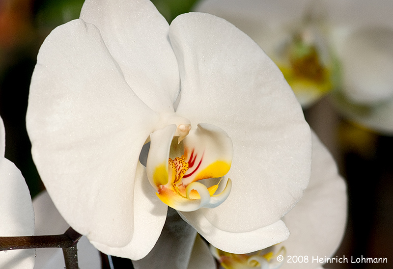 GP2556-Orchid.jpg
