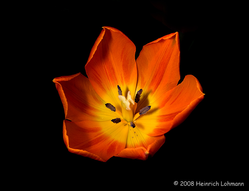 GP2515-Tulip.jpg