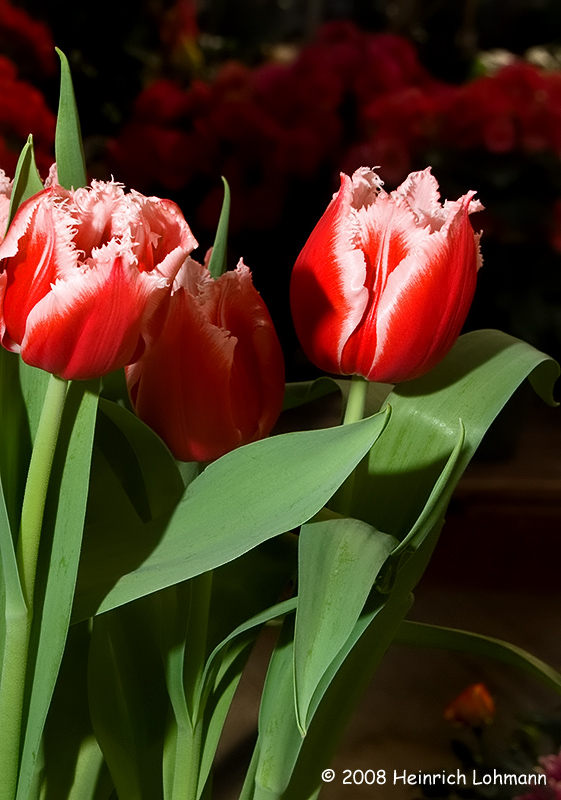 GP2518-Tulip.jpg