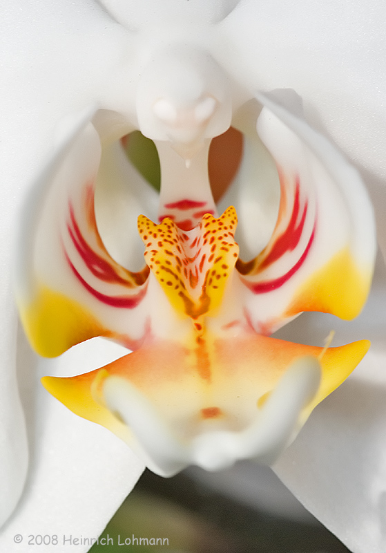 GP2539-Orchid.jpg