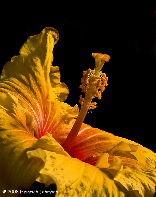 GP2579-Hibiscus.jpg