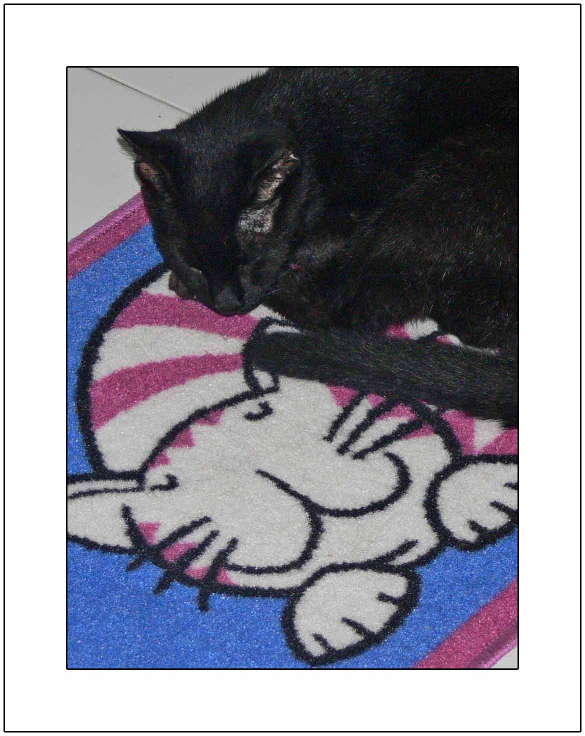 Our Cat