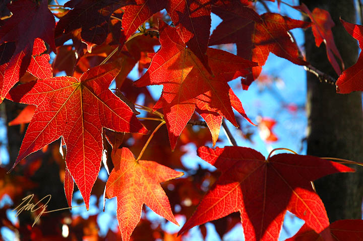 Red Fall Leaves
