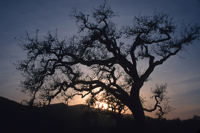 Oak Silhouette