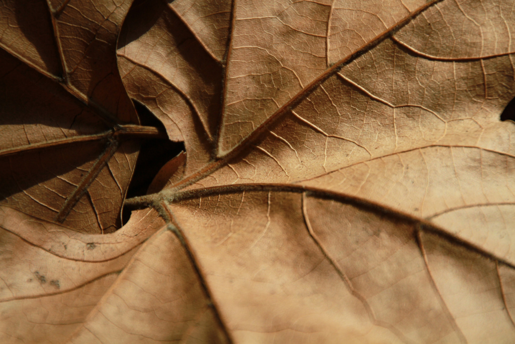 Spiral Leaf<br><h4>*Credit*</h4>