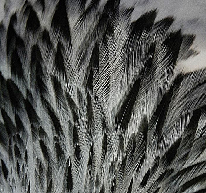 Feathers