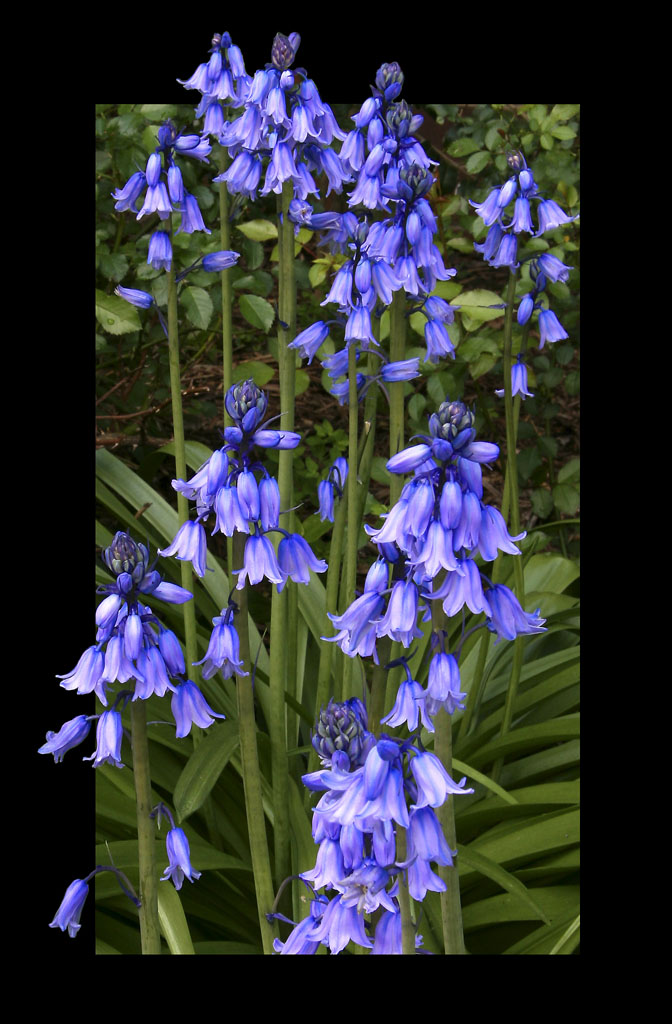 Blue Bells - CREDIT