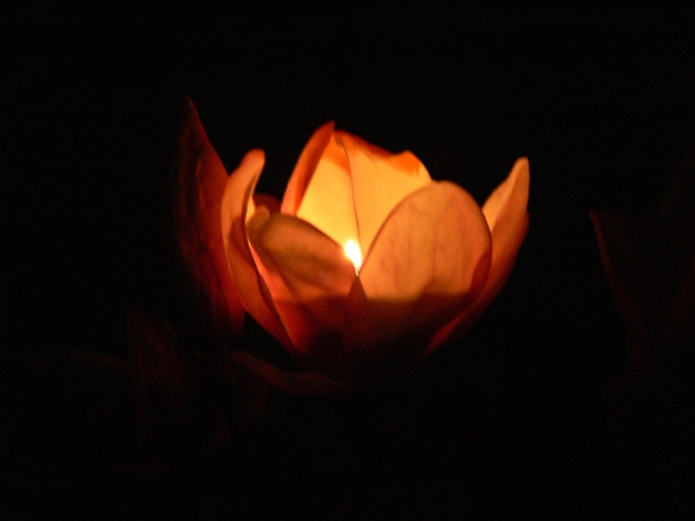 Flaming Flower