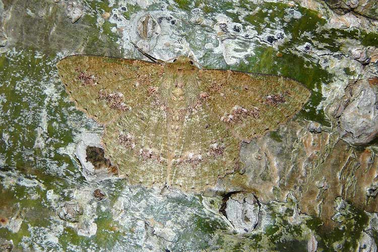 Herochroma cristata