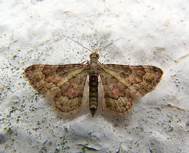 Chloroclystis rubroviridis