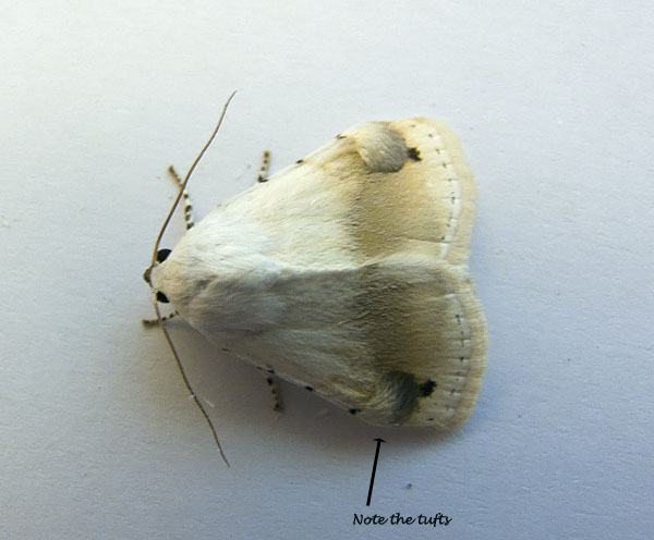 Chasmina fasciculosa