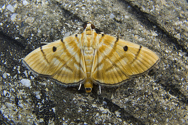Dichocrocis tigrina