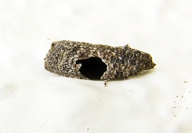 Ophiorrhabada mormopa