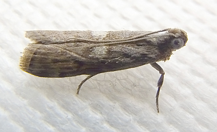 Cyanaphycis oculiferella