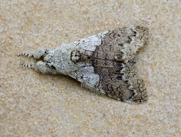 Calliteara horsfieldii