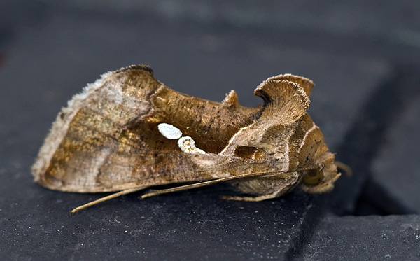 Chrysodeixis eriosoma