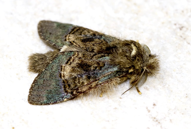 Vaneeckia pallidifascia