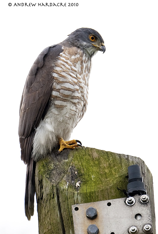 Crested goshawk