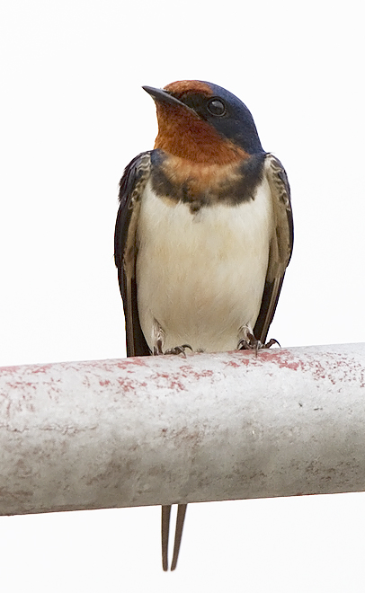 Barn swallow