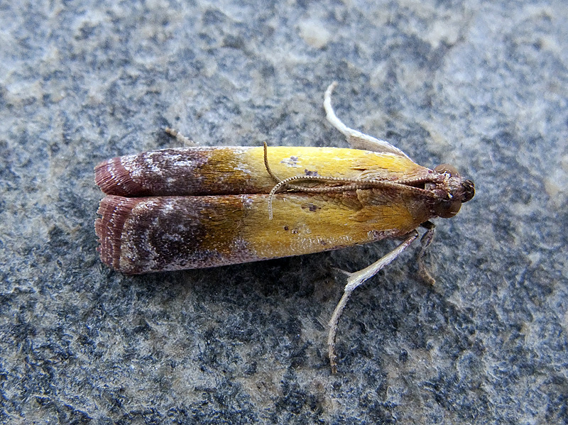 Guastica semilutea