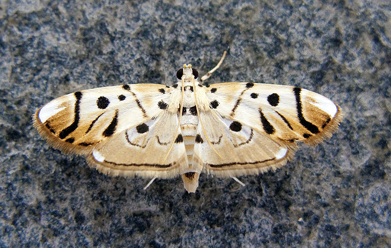 Pycnarmon radiata