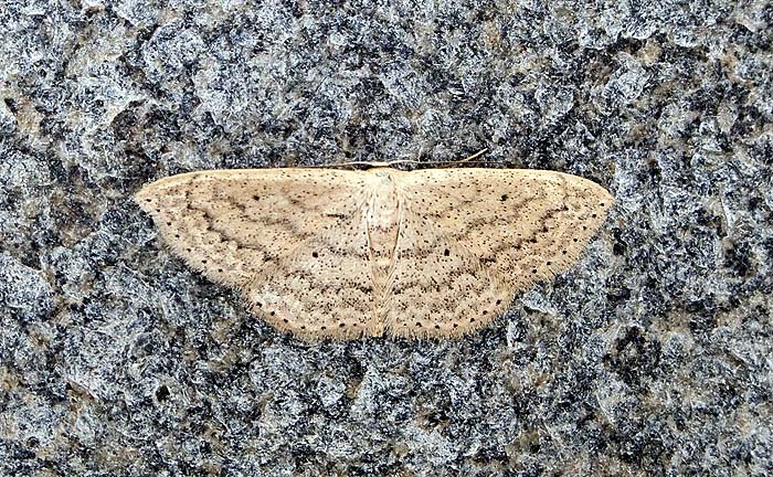 Scopula sp.