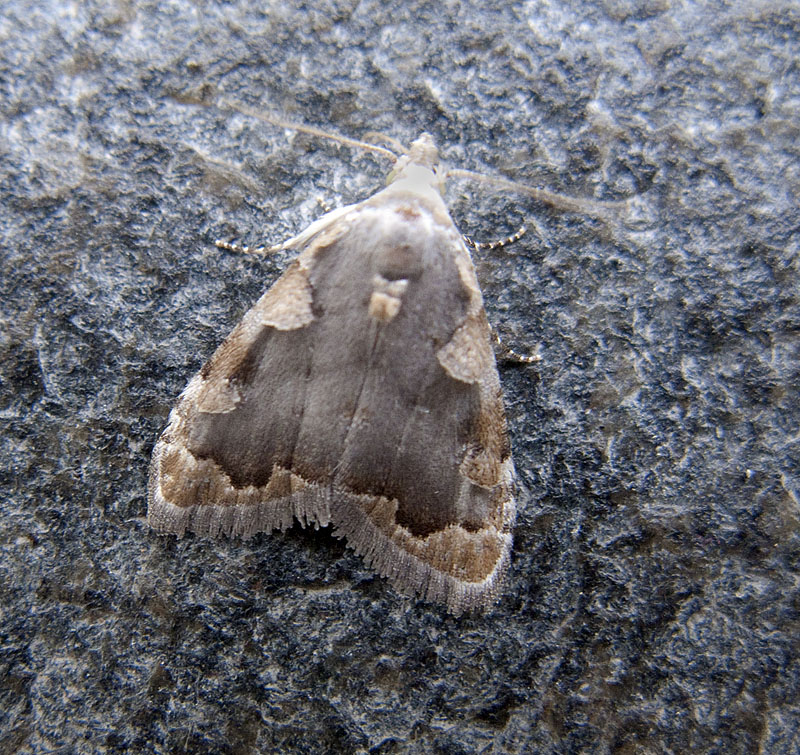 Nola marginata