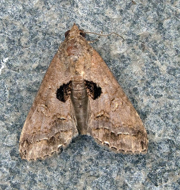 Odontodes aleuca