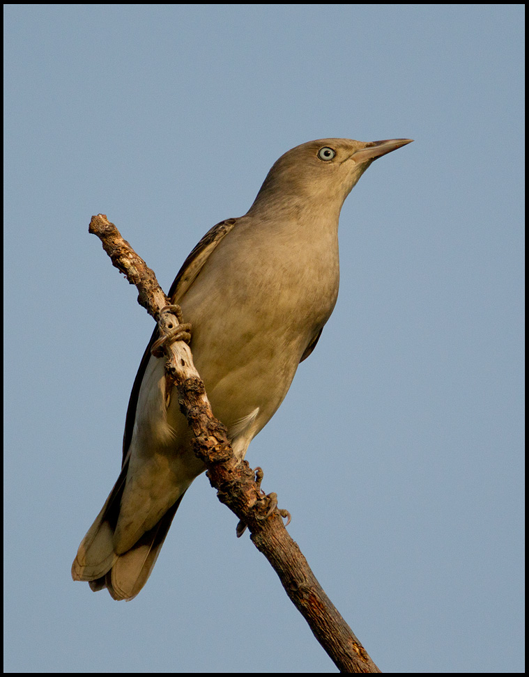 White-shouldered starling