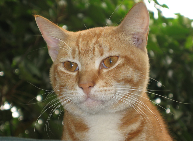 Island cat