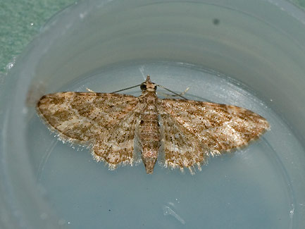 Spiralisigna subpumilata