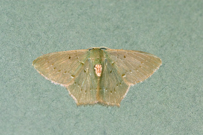 Hemithea insularia