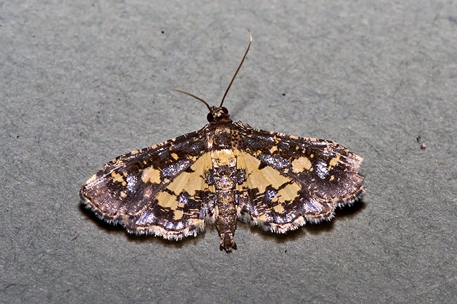Eurrhyparodes bracteolalis