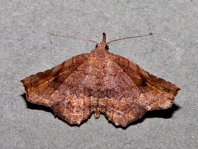 Probably Throana pectinifer