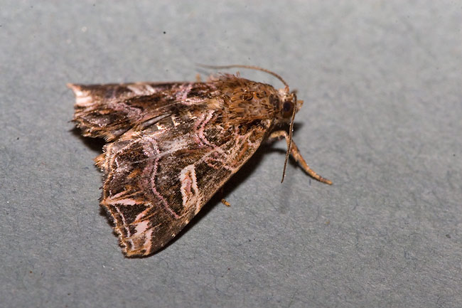 Callopistria exotica