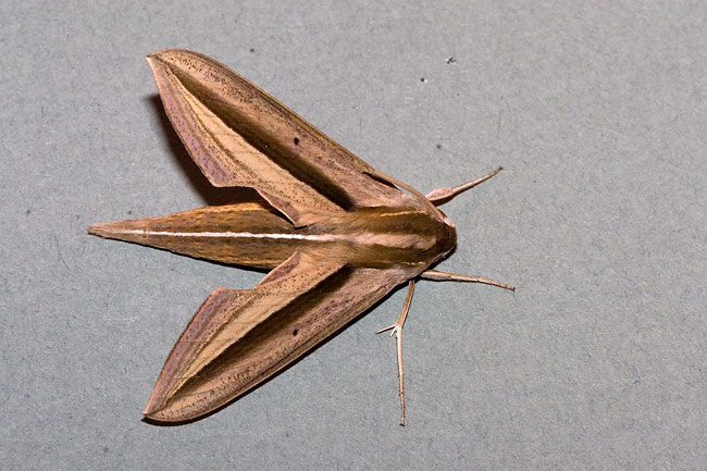 Theretra silhetensis
