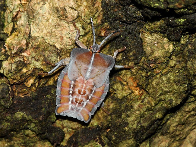 Tessaratoma papillosa