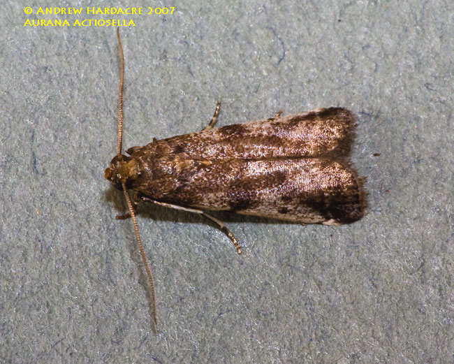 Aurana actiosella