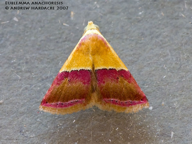 Eublemma anachoresis