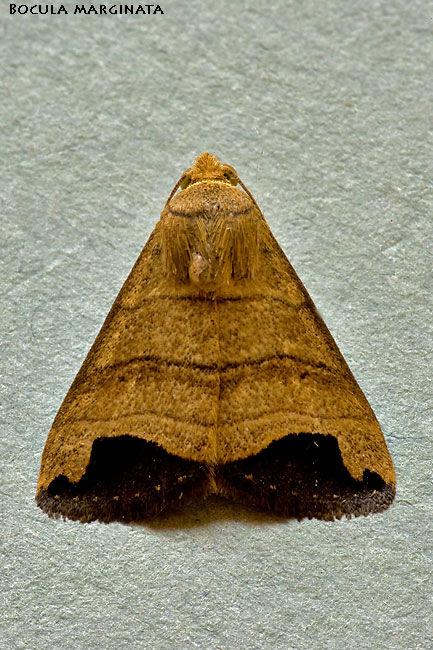 Bocula marginata